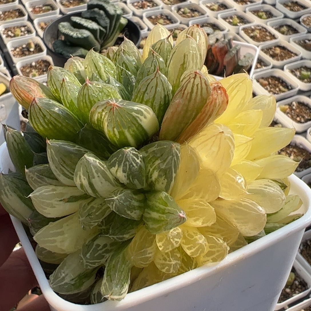 885多肉植物百科