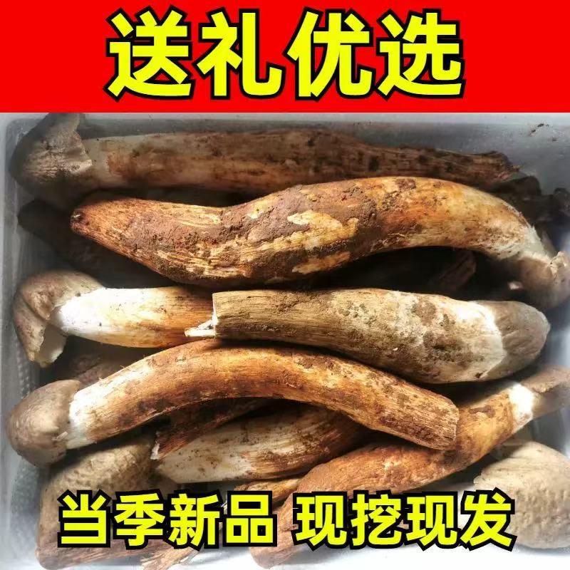 新鲜鸡枞菌大凉山火把鸡枞，斗鸡菇，伞把菇