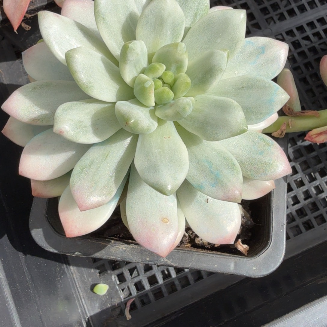 香奈儿拉丝 安吉园艺