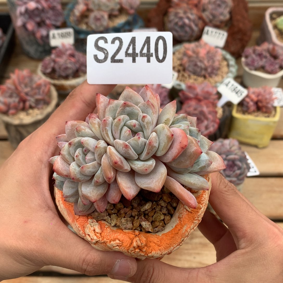 S2440 雪天使朵朵缀四头 无砍 8cm