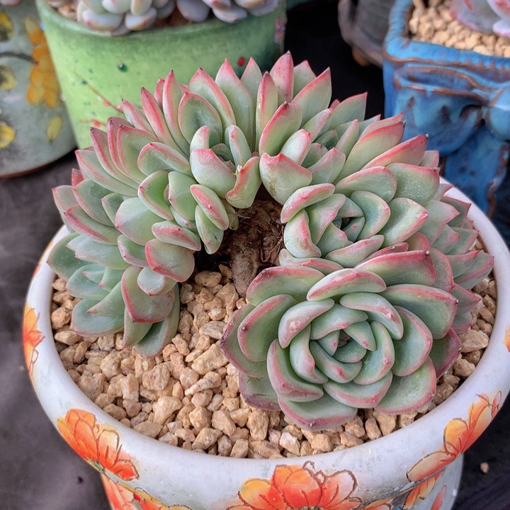 泡芙朵朵自然小树无砍