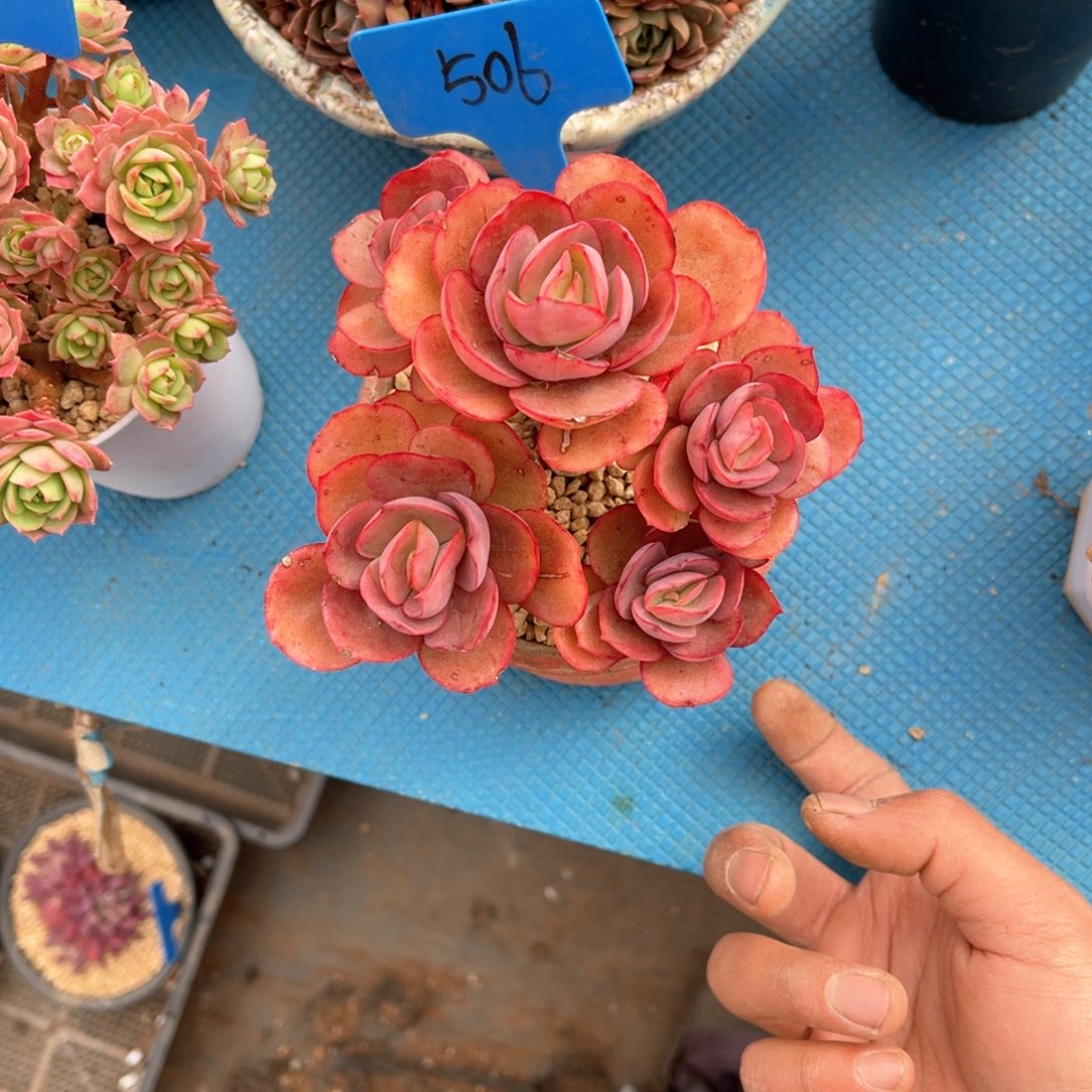 用****5506秀妍多肉