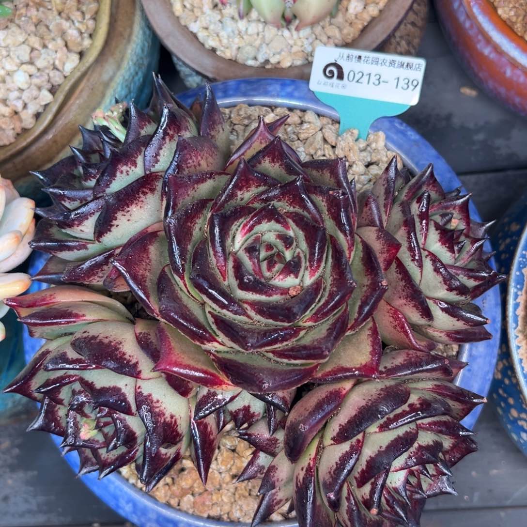 多肉一物一拍0213-139