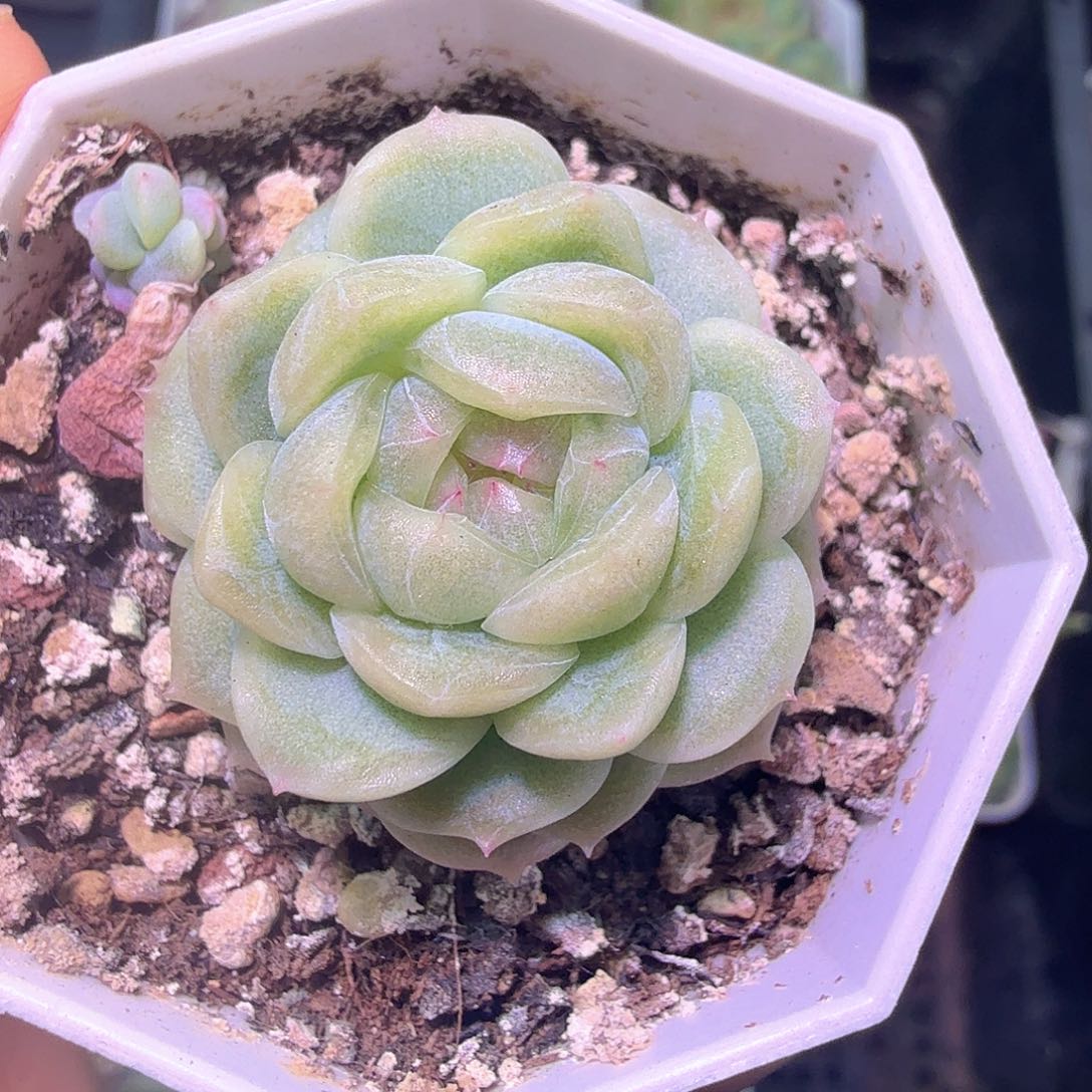 l***a任姐姐白冰多肉啦