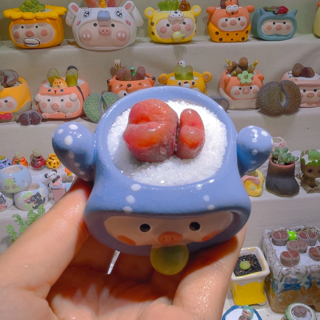 058高端多肉带盆带土手工盆