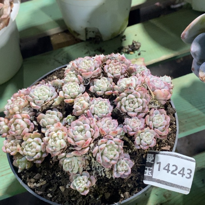 【闪购商品】杂14243