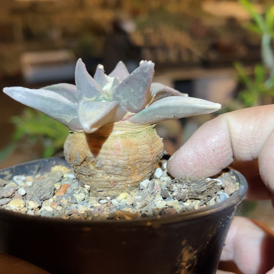 满38包邮2天凑单，脱土晾根发货多肉植物实生牡丹