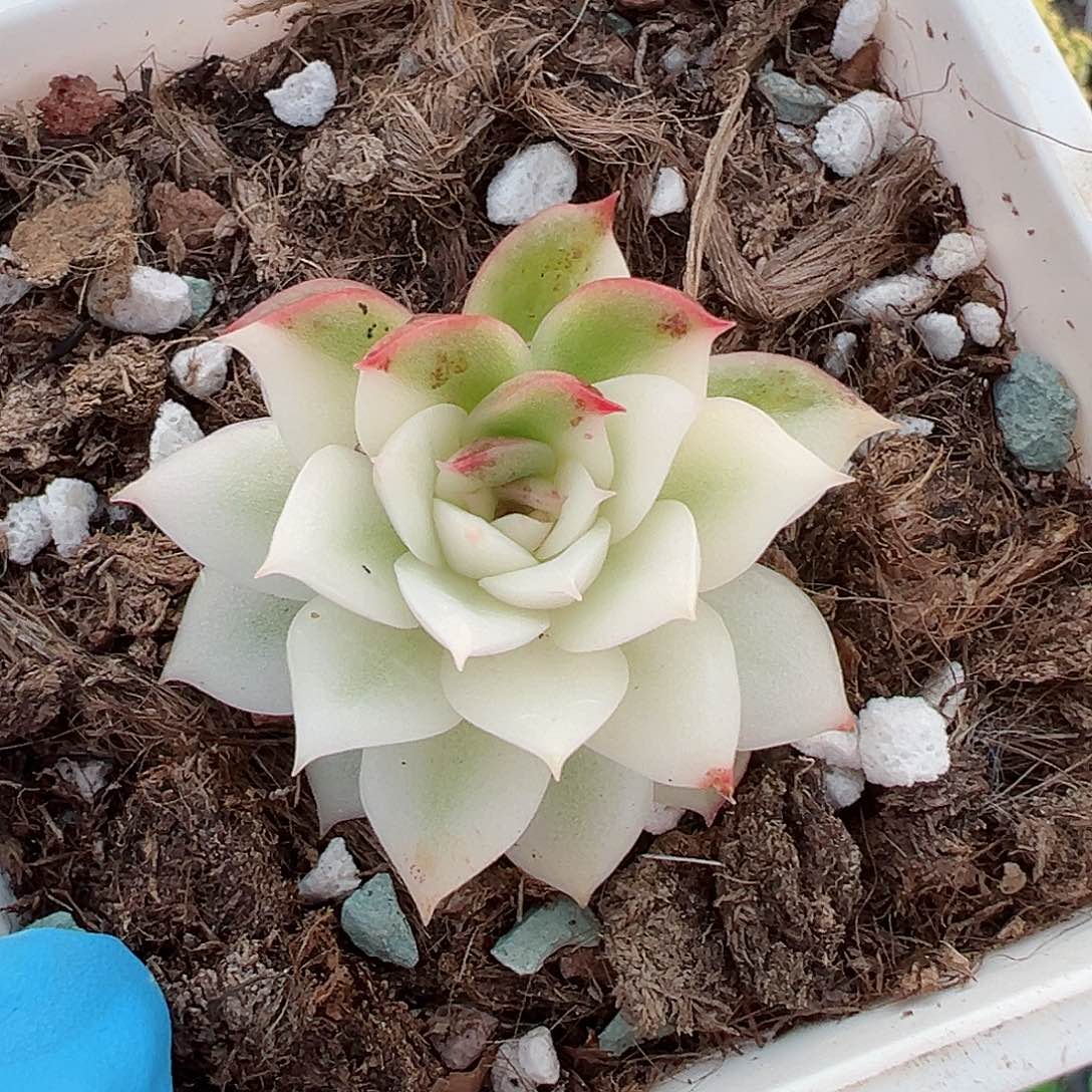 黑水晶锦，半宽覆轮锦