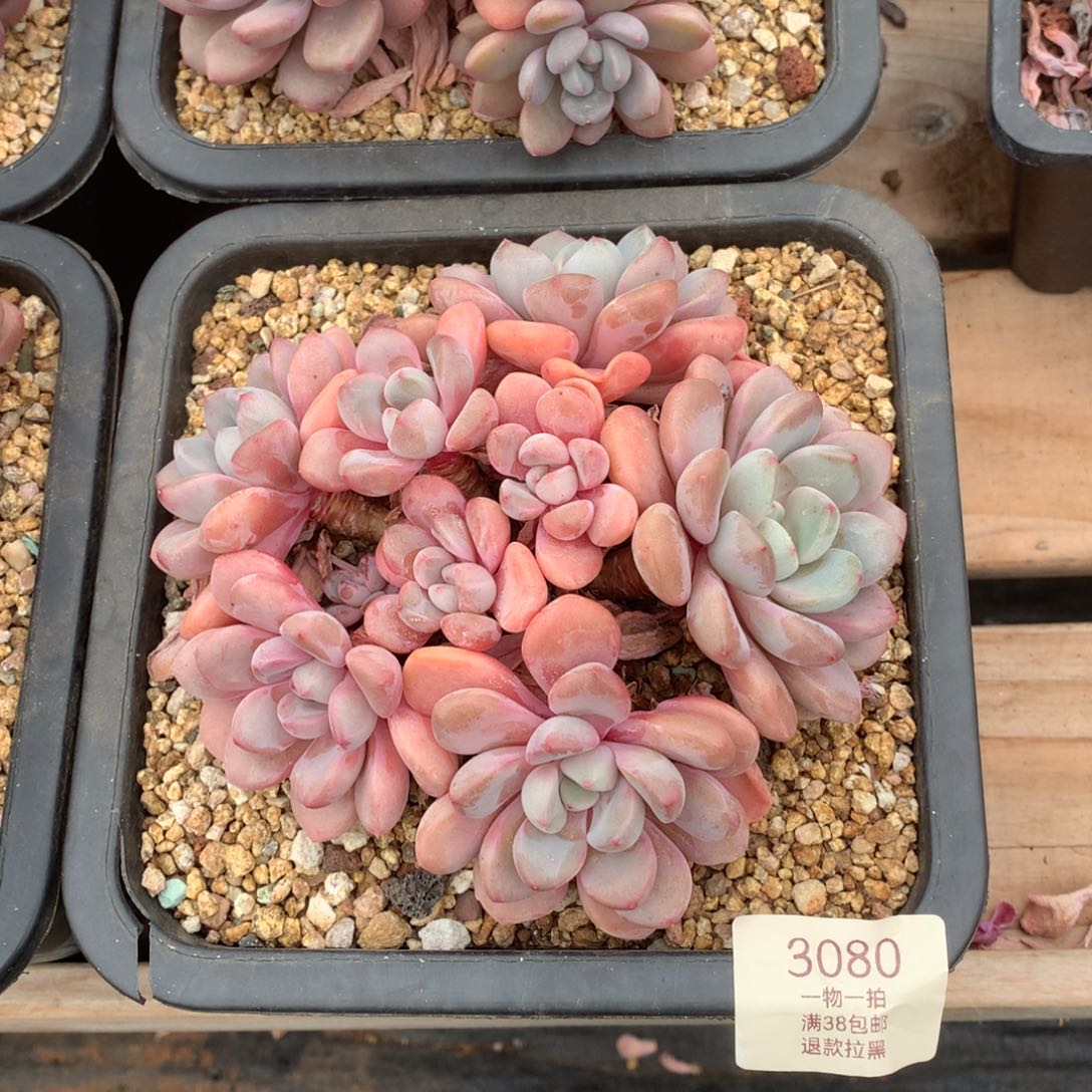 15厘米八头花斑鹿3080