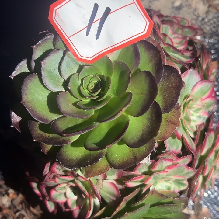 ****万法师锦好好看呀11号