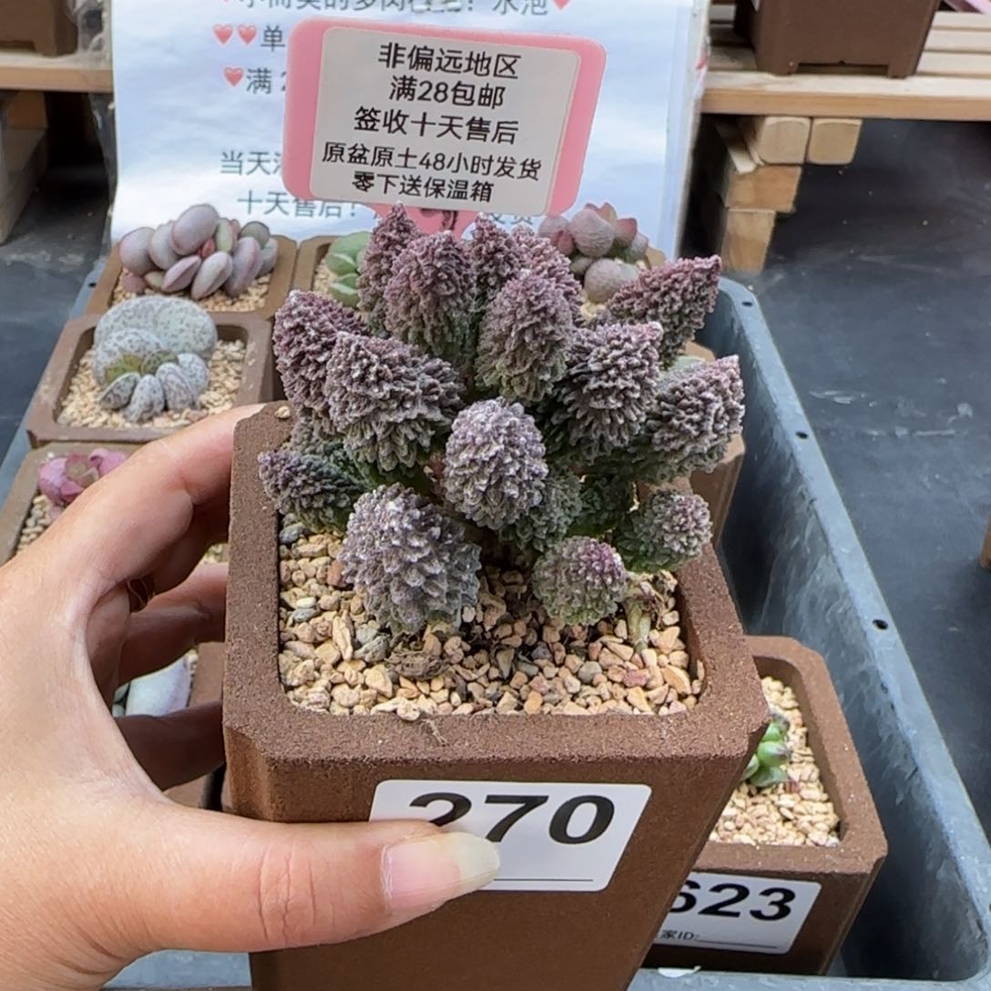 270朱紫玉多肉植物