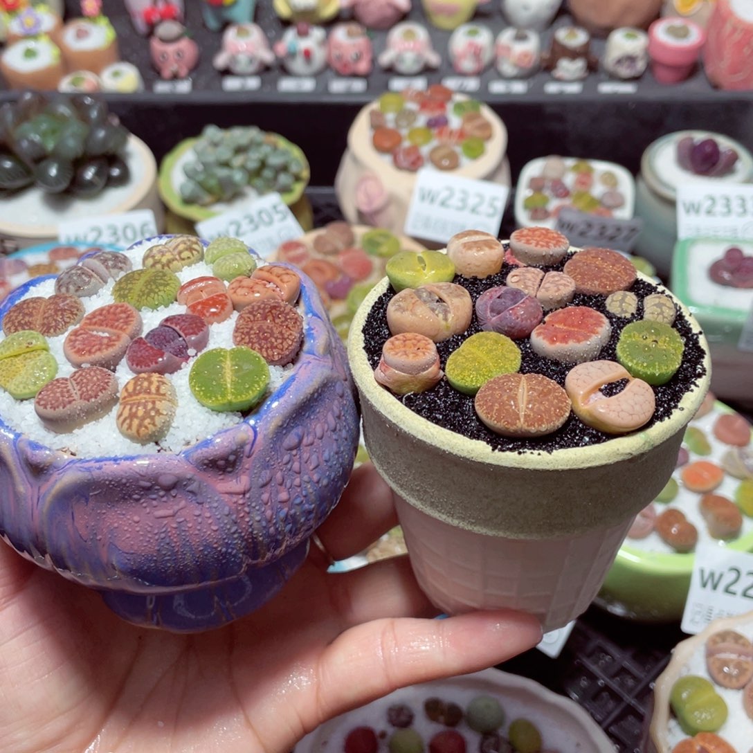 w2335 带盆土发货-零下地区拍保温箱