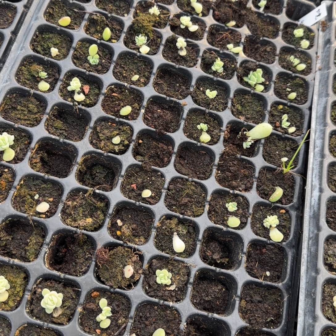 如意穴一个满25包邮