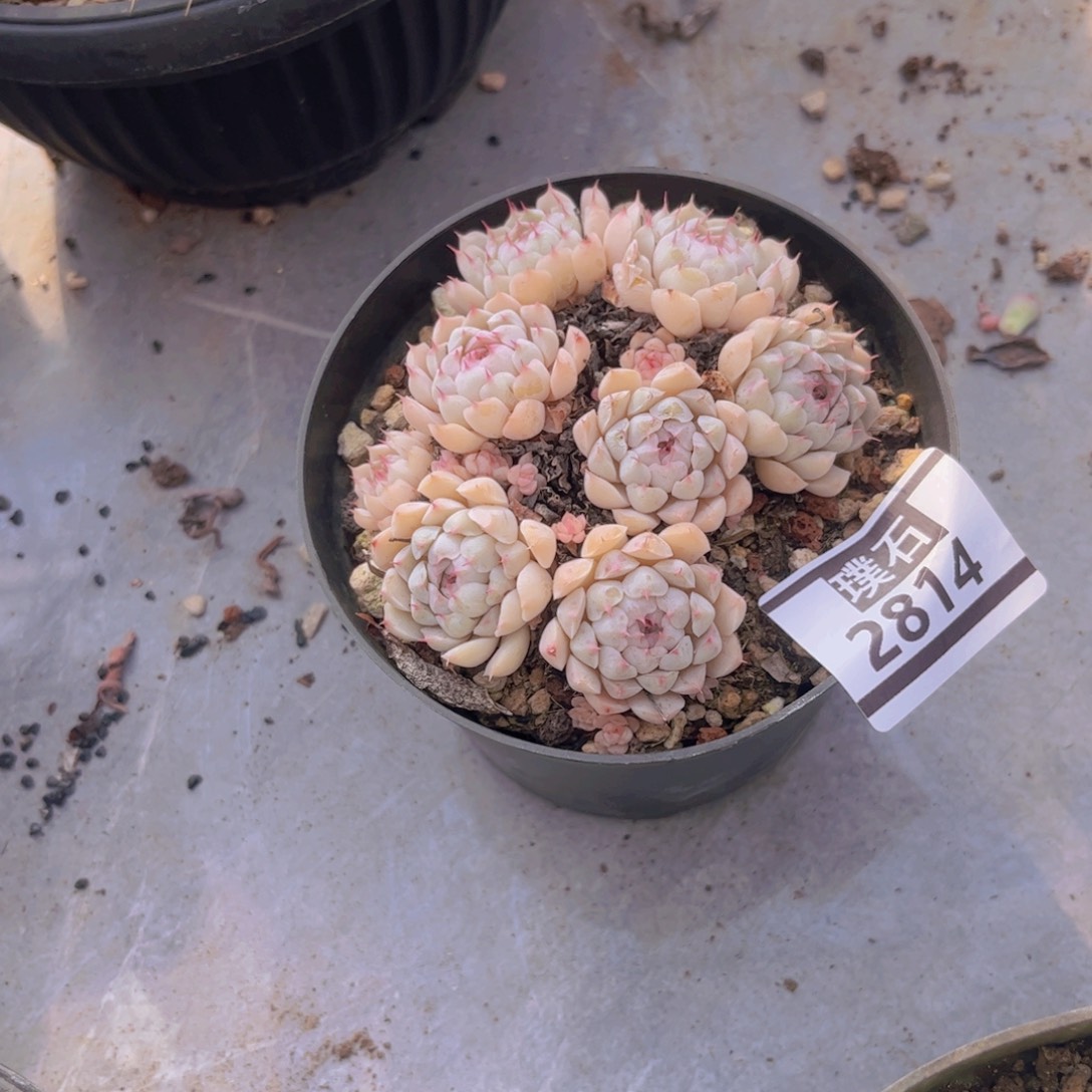 不知名不包真好多肉植物2814