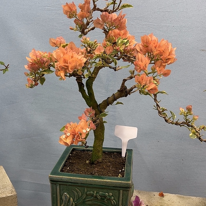 完全开放三角梅一物一拍