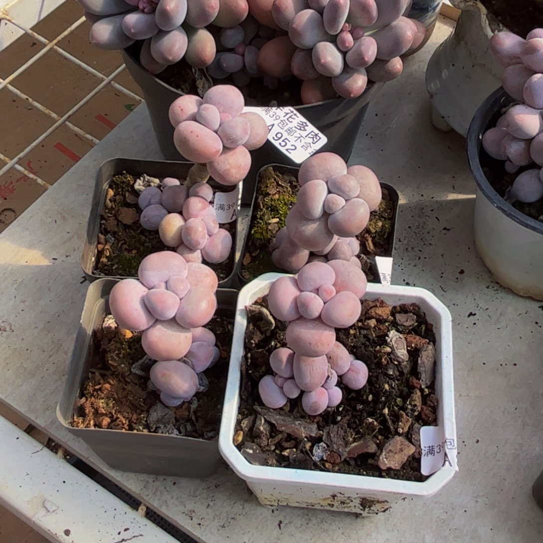 说***）885.860.904.237.4颗多肉