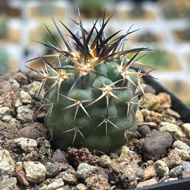 阿寒玉仙人球实生球