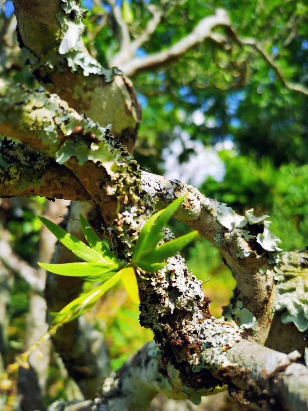 [ 二类树 ] 古树挑採 生普散茶 2025年春 100克/袋
