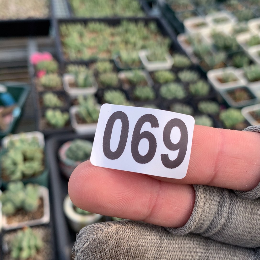 兜****✨069母本母本母本两颗