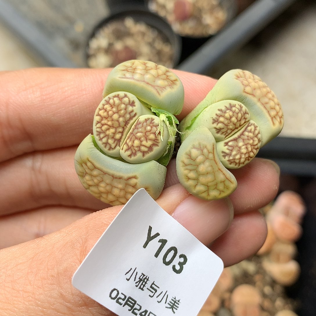 Y103多肉植物保护