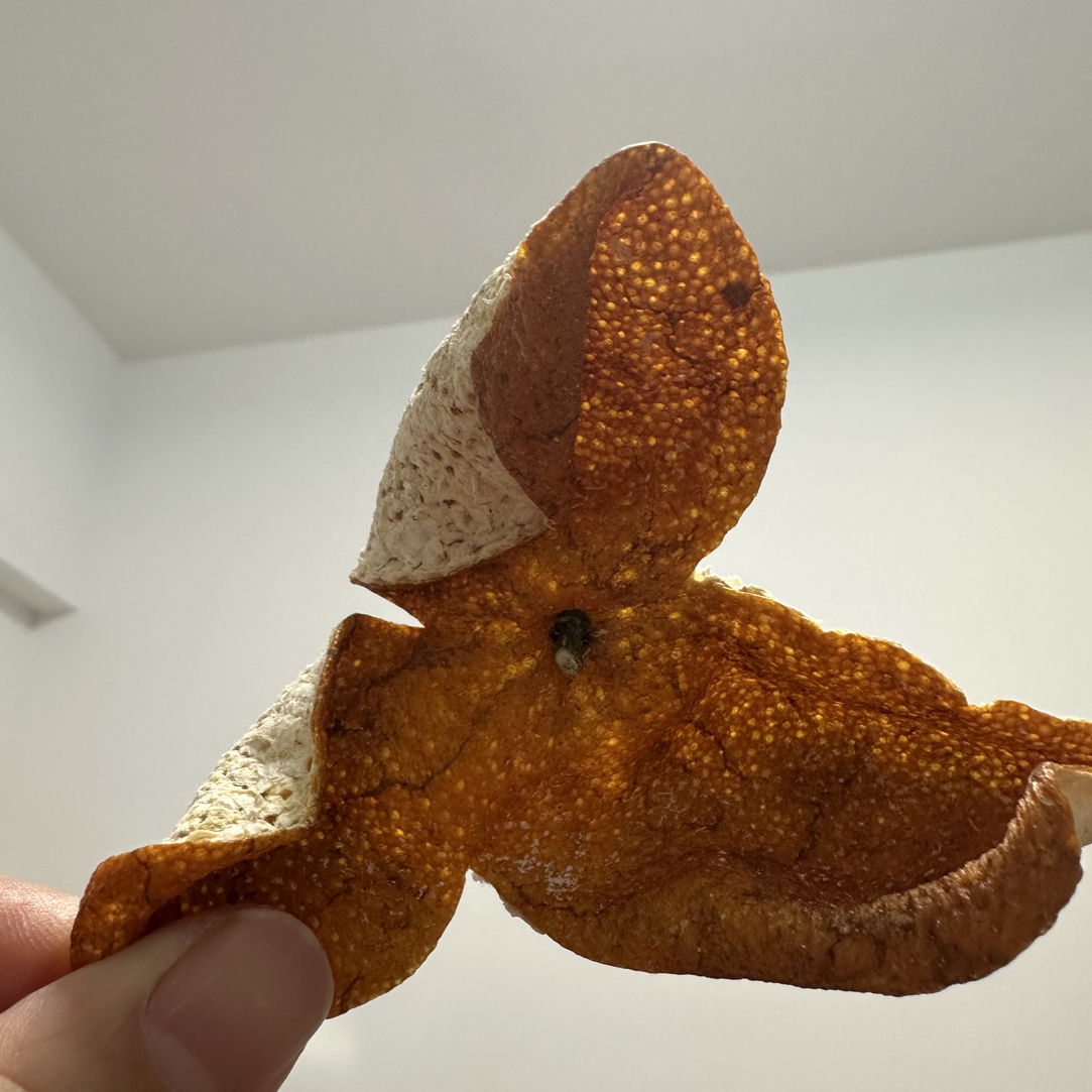 2025年三江九子沙老树大红圈枝新会陈皮