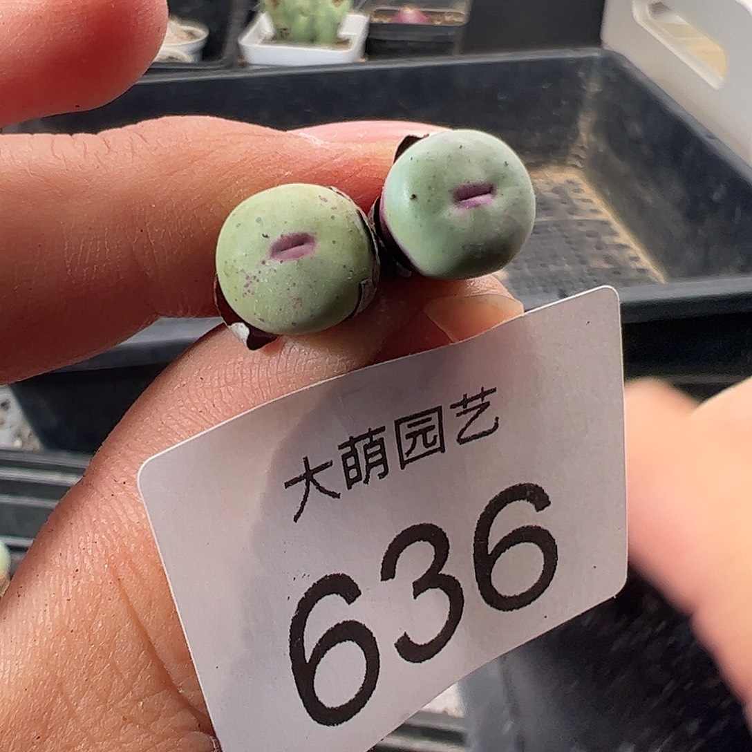 一物一拍清盒福利默认有瑕636