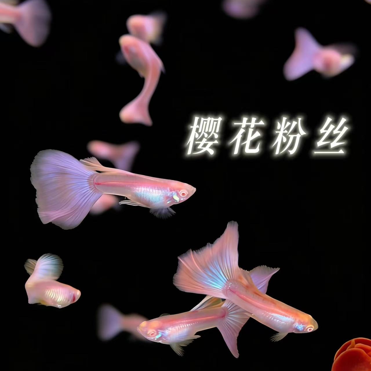 顺丰包邮樱花粉孔雀鱼小型热带观赏鱼