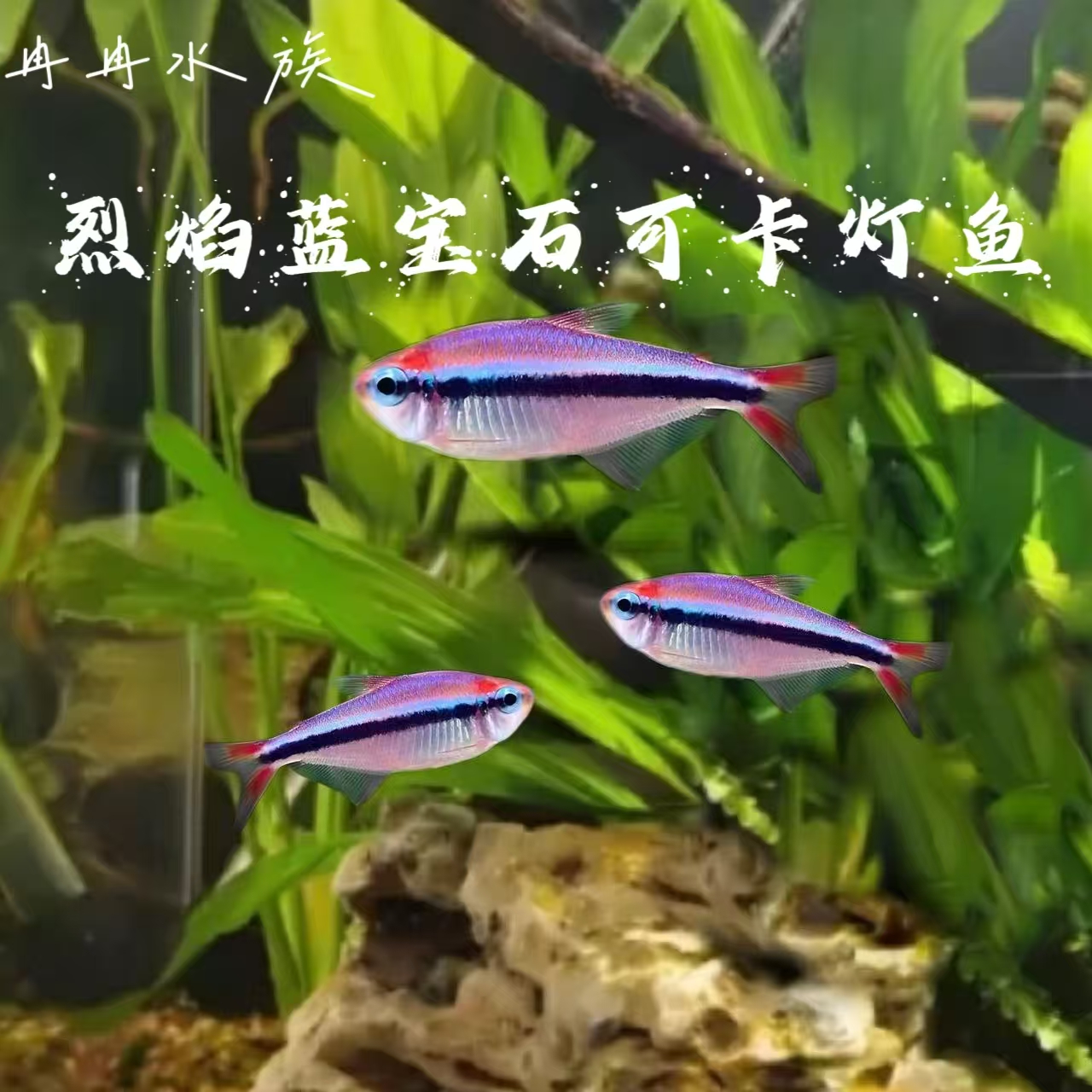 冉冉水族 烈焰蓝宝石可卡灯鱼