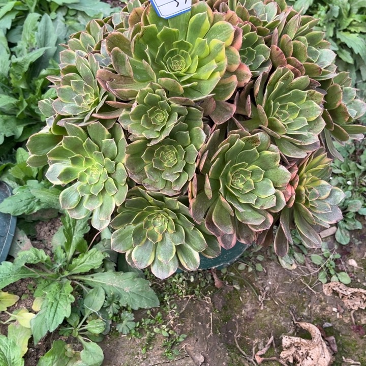 57半夏多肉植物法师