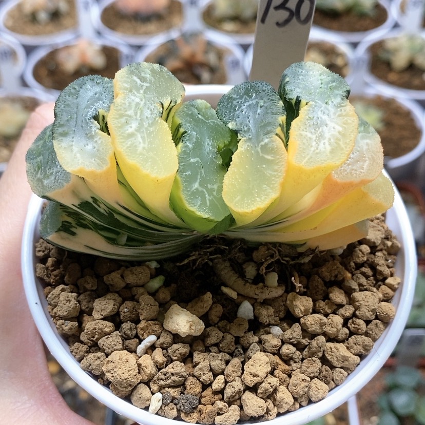 【闪购商品】130广重玉扇锦