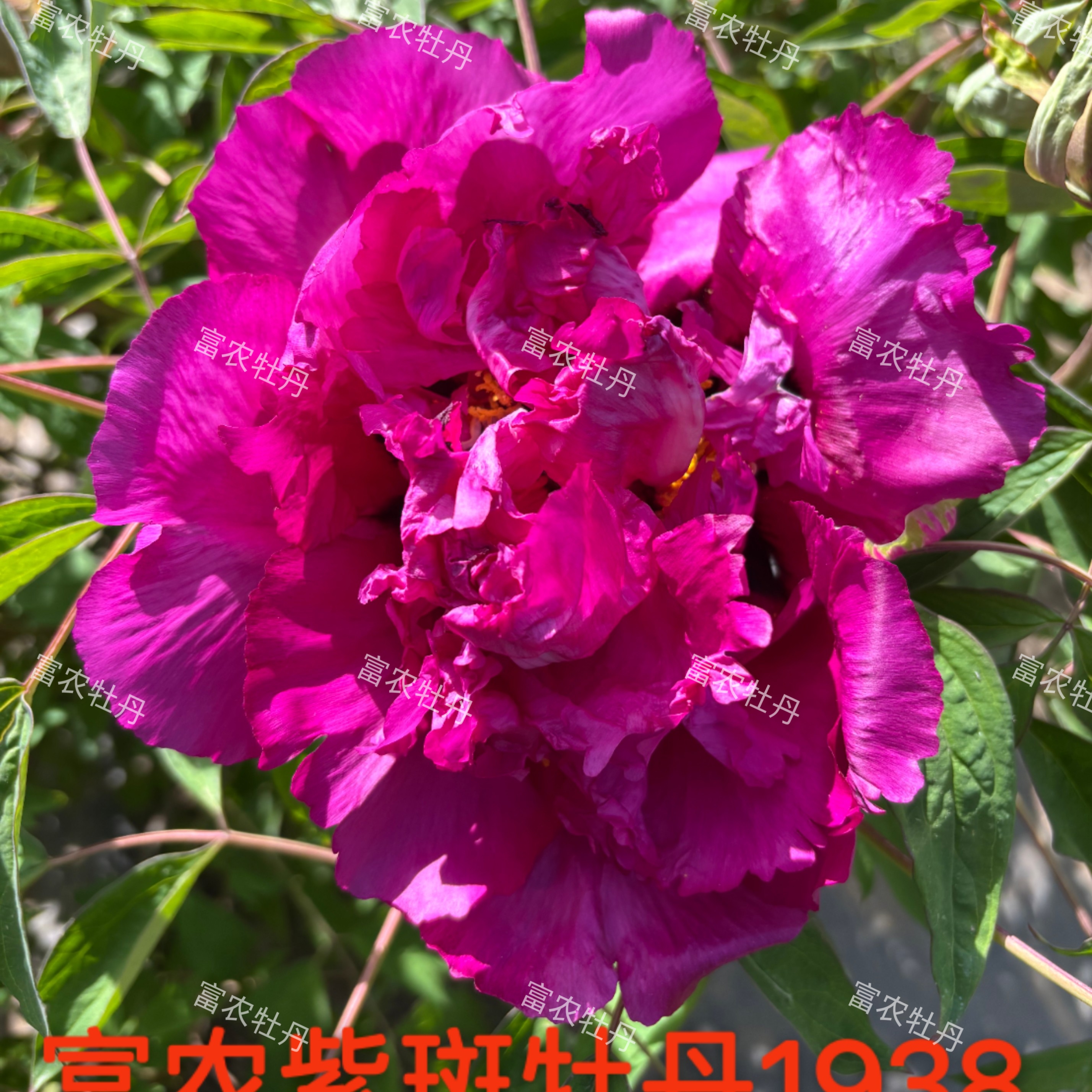 富农紫斑牡丹 紫色系新品种1938嫁接苗