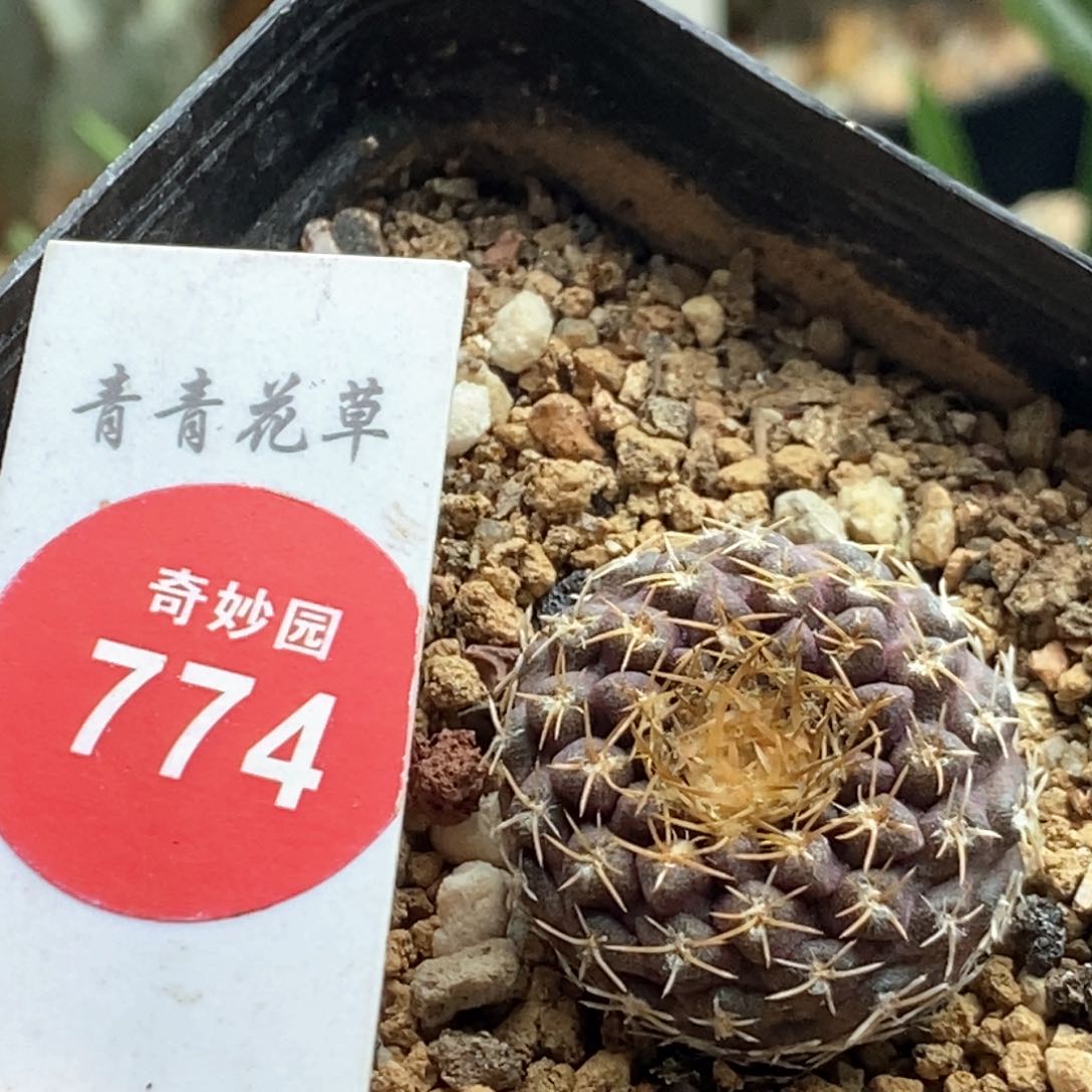 实生狼头玉2.4cm