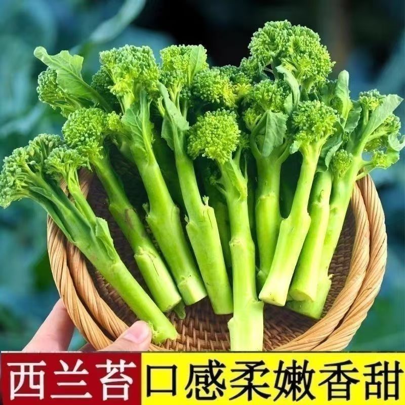 西兰苔秧苗西兰花苗子芥蓝芥兰菜心手指西兰花四季种菜秧苗蔬菜苗