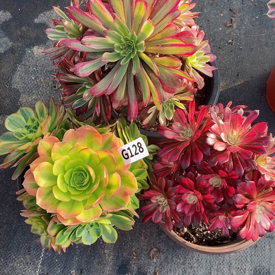 红陶128套餐3颗多肉