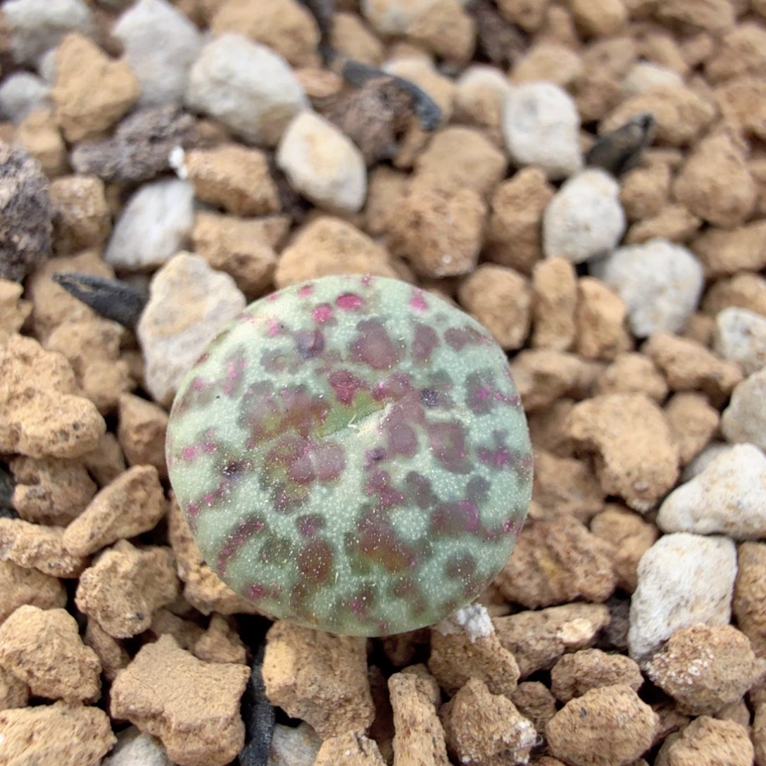 韩国大妈TS603 12-30-L16