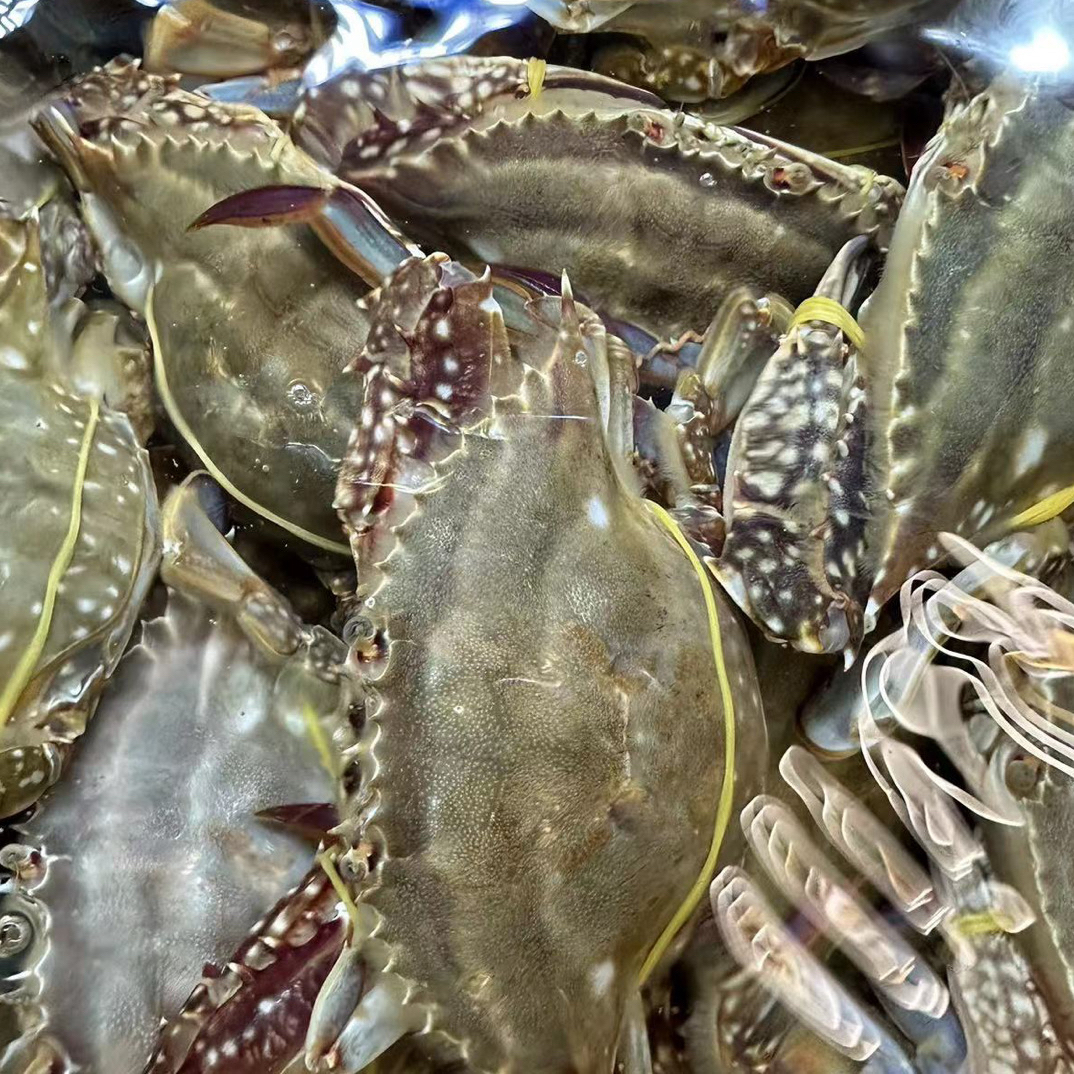 鲜活东海梭子蟹5斤【保鲜不保活】15 －22只，一只2-3两左右