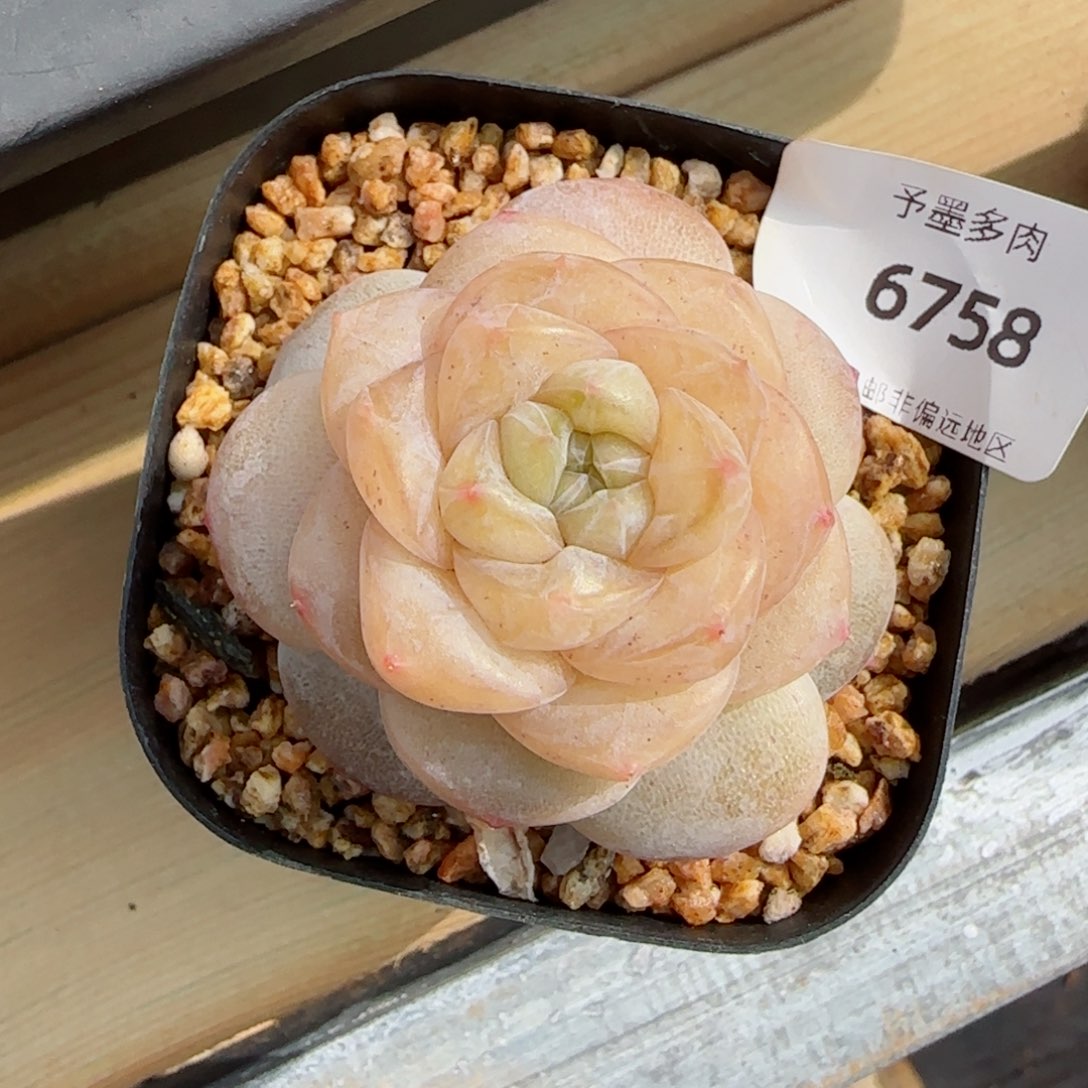 冰奶糖，6758多肉植物