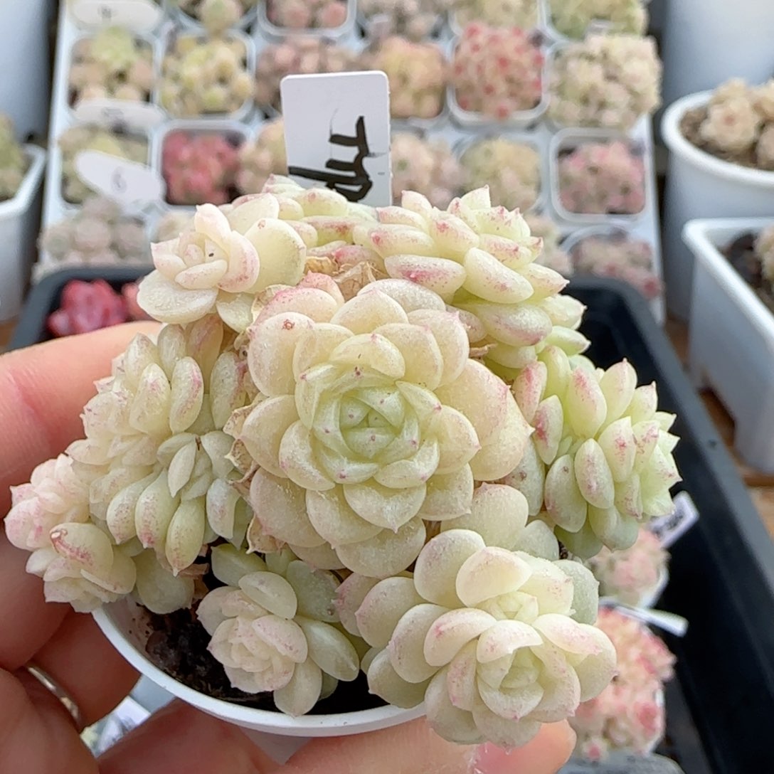 【闪购商品】0131-19（ttp-77-2）