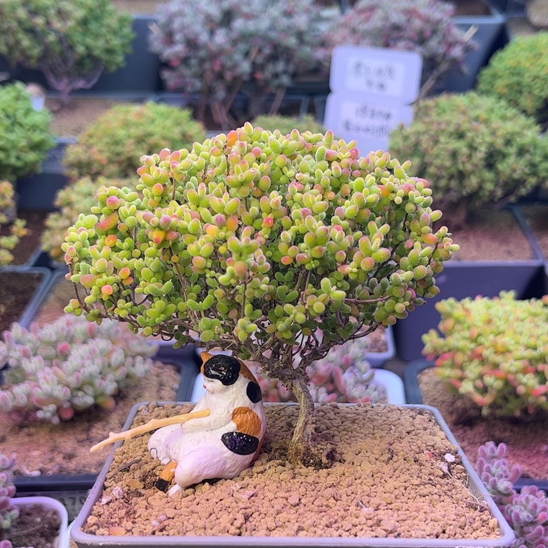 171蜜橘糖球造型桩