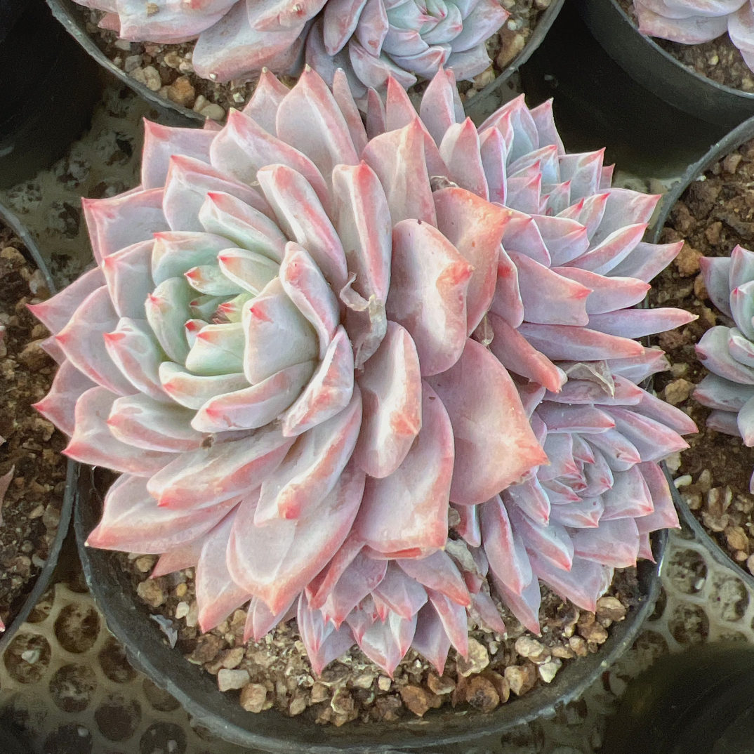 3-4头粉蓝鸟群生-脱土