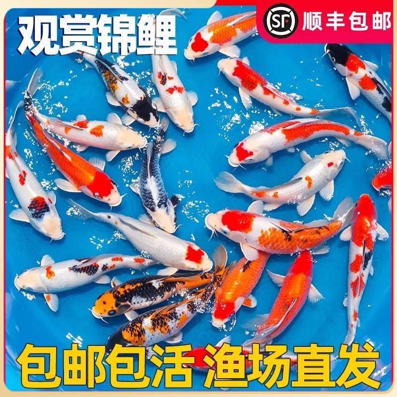 【23-25cm3条混色】红白三色锦鲤火鲤好养耐活的冷水观赏鱼锦鲤