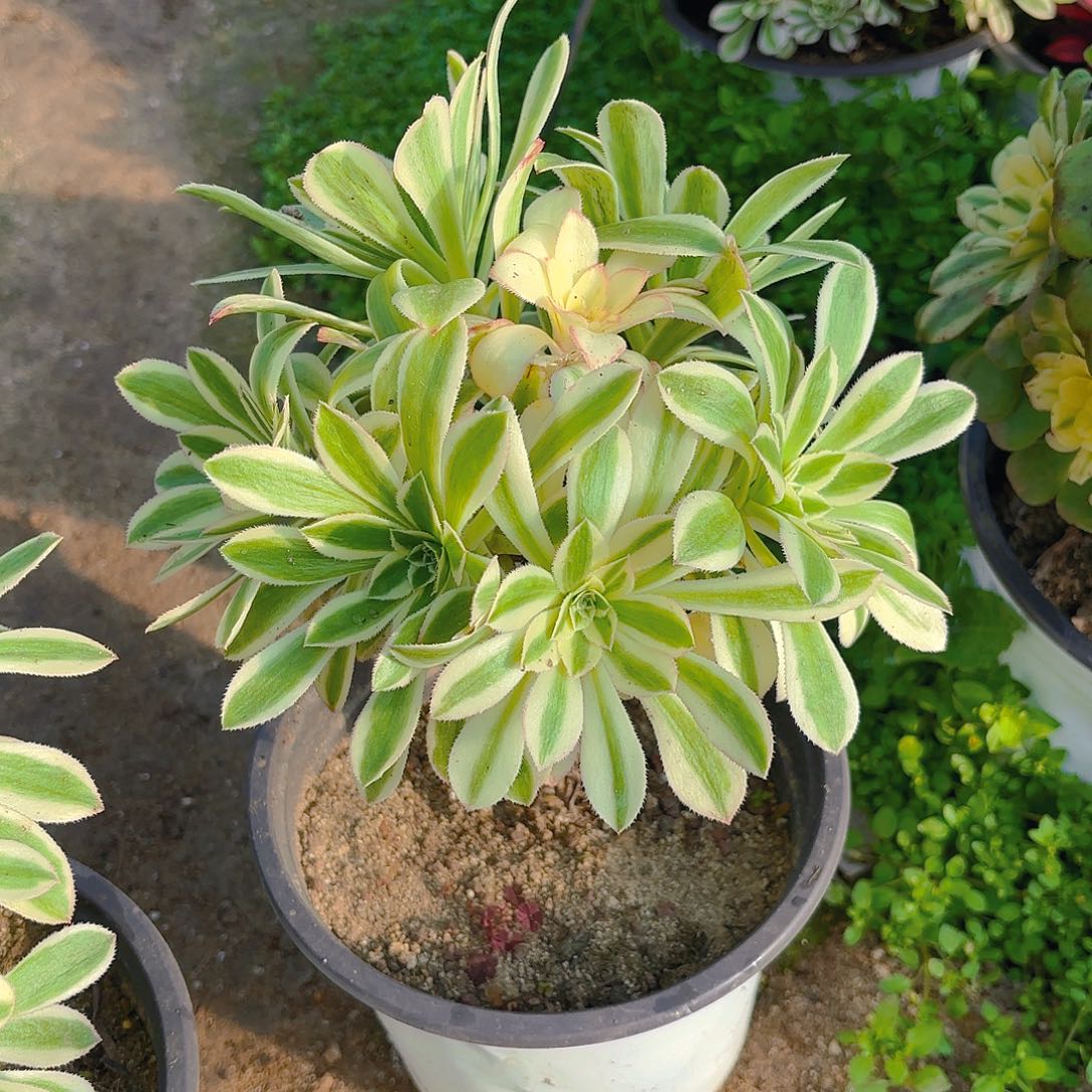 保时捷砍头群多肉植物