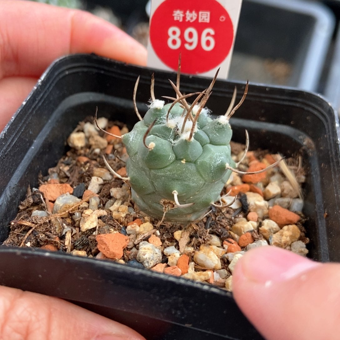 实生直刺娇丽2.4cm侧面有疤