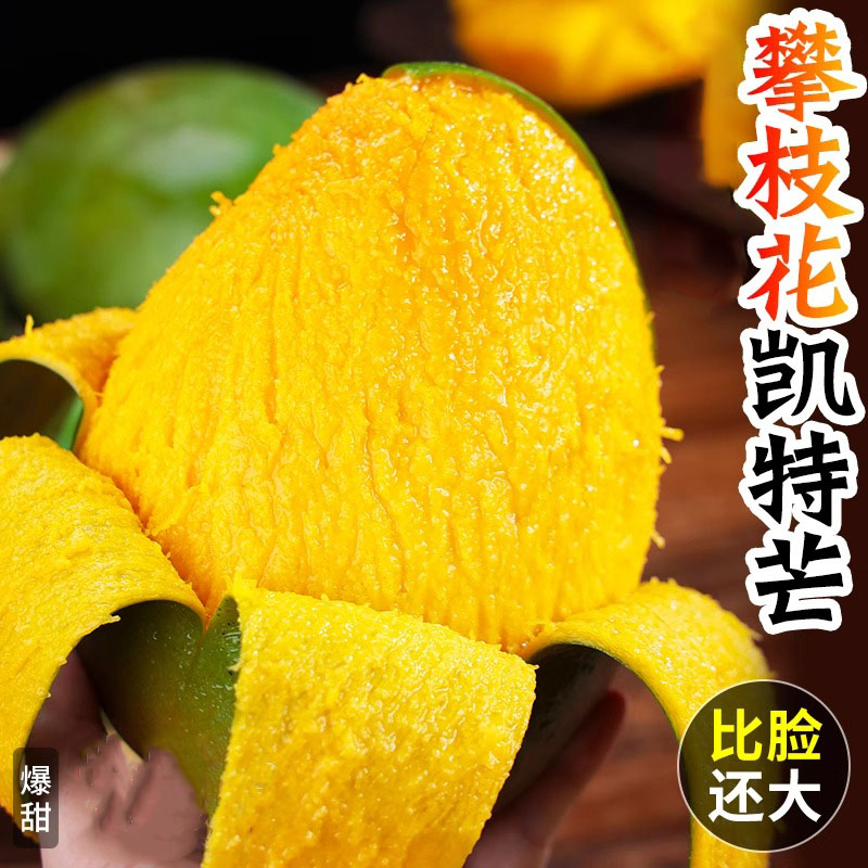 【催熟食用】新鲜头茬正宗攀枝花凯特芒果现摘青皮芒当季热带水果
