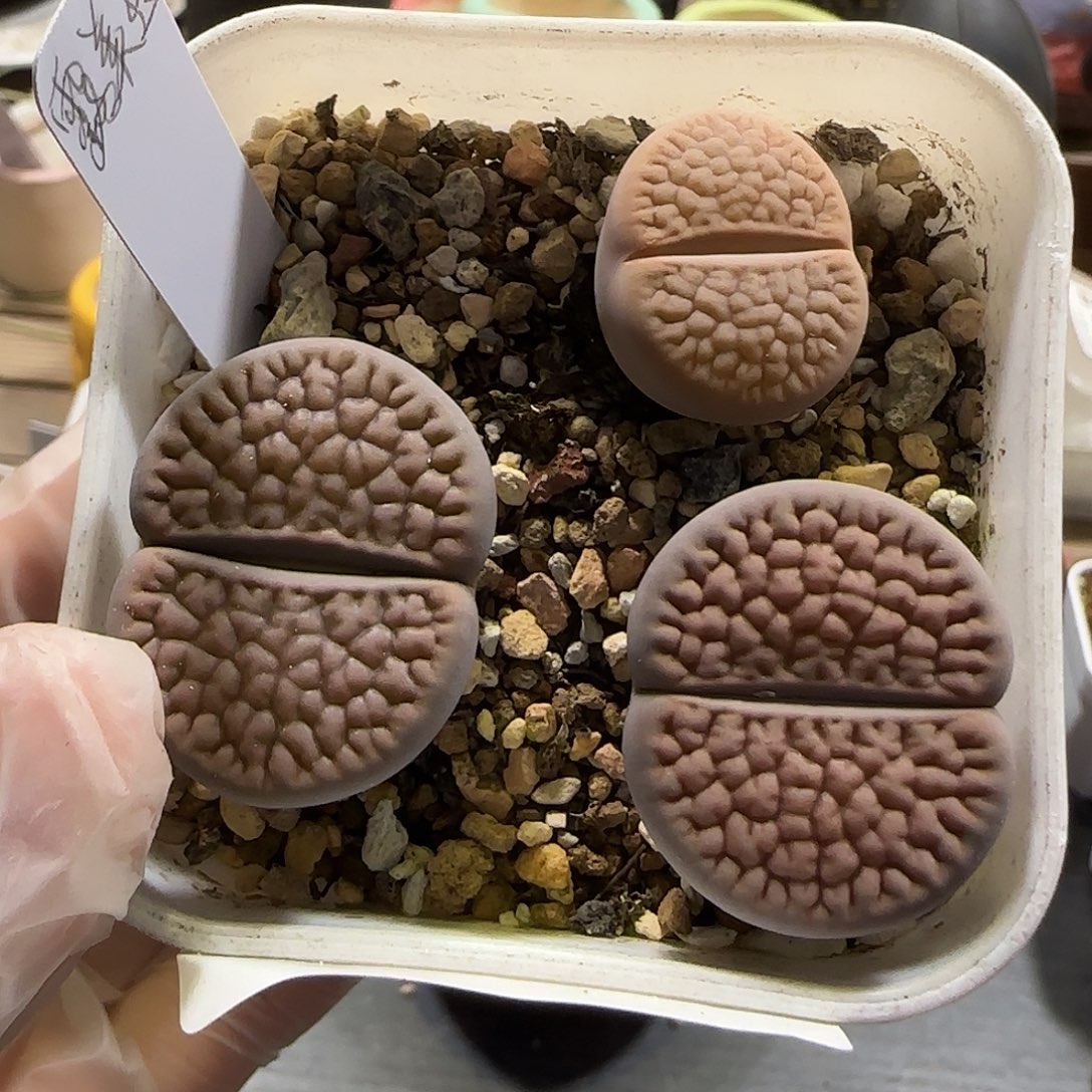 11.23。露美玉清盒。7023