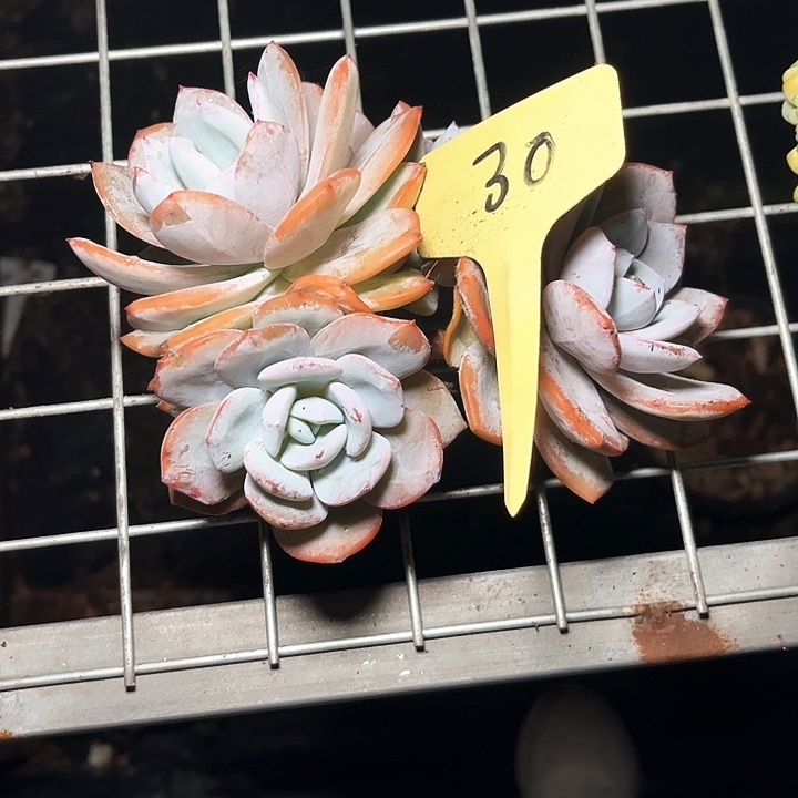 娜***心奶茶30号码牌子的话题了