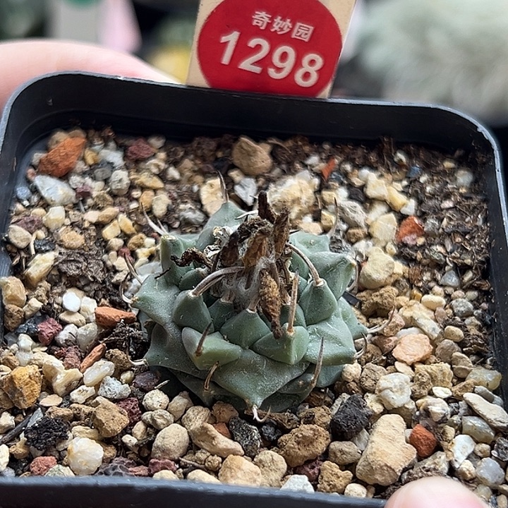 实生碳刺老娇丽3cm