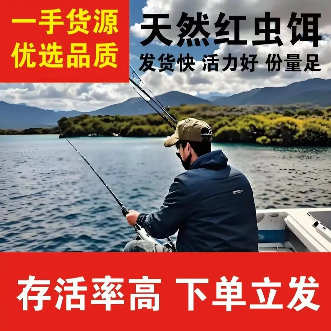 【拉饵中小号】中小号净虫不带土鲜活整斤红虫活饵