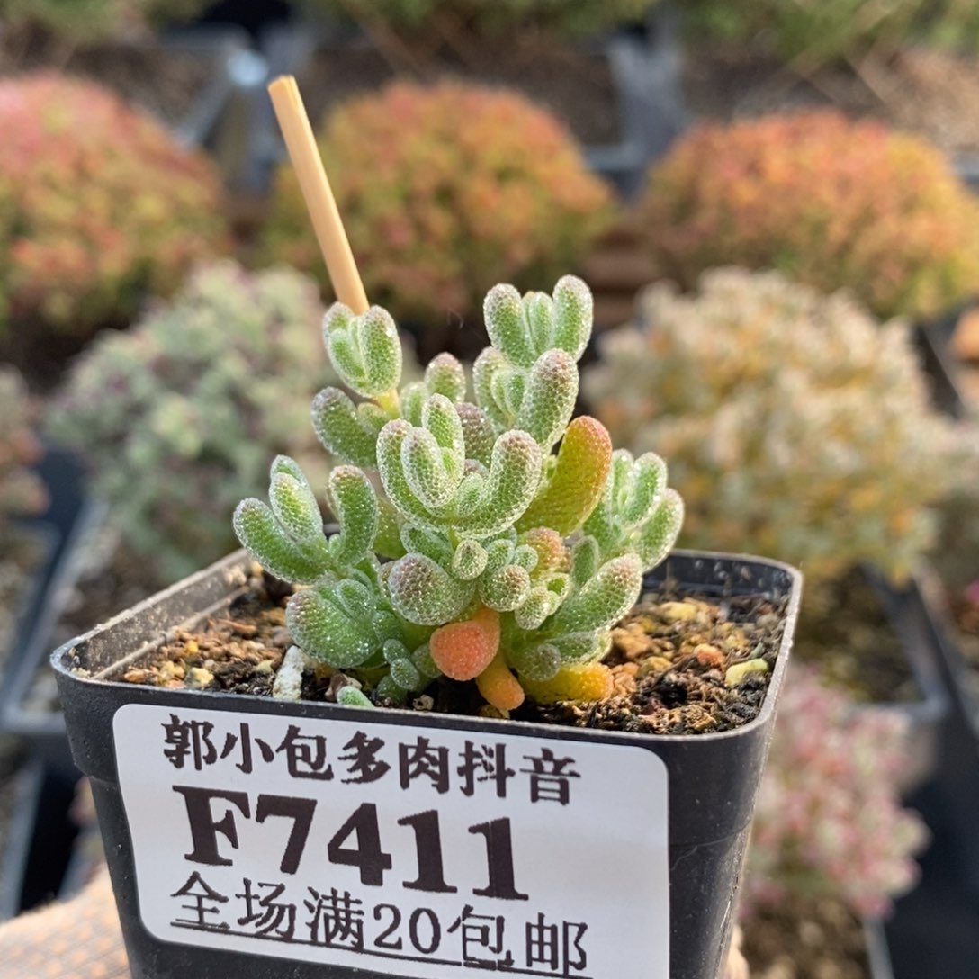 优选冰晶7411枝干番杏