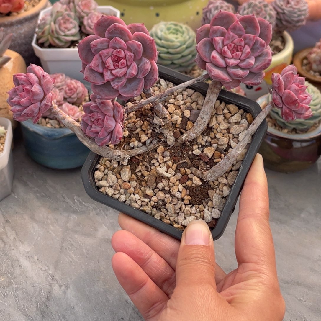 糖心霞光五头飘枝群生